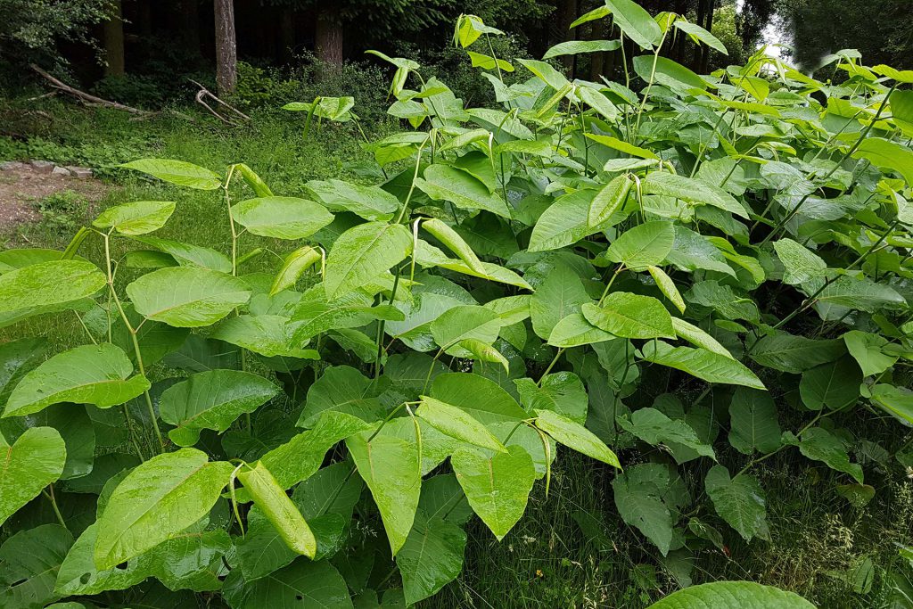 Japanese-Knotweed